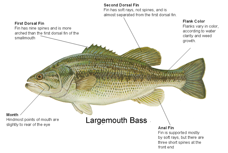 Largemouth Bass - Catching Bass